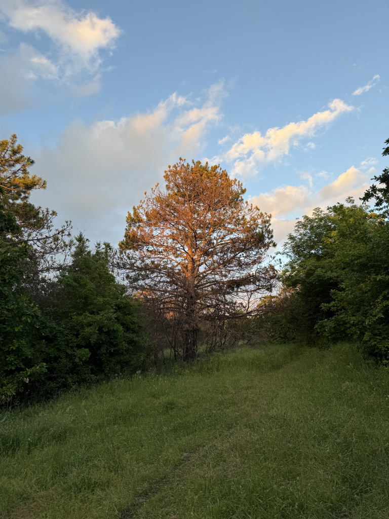 IMG_8098.jpeg