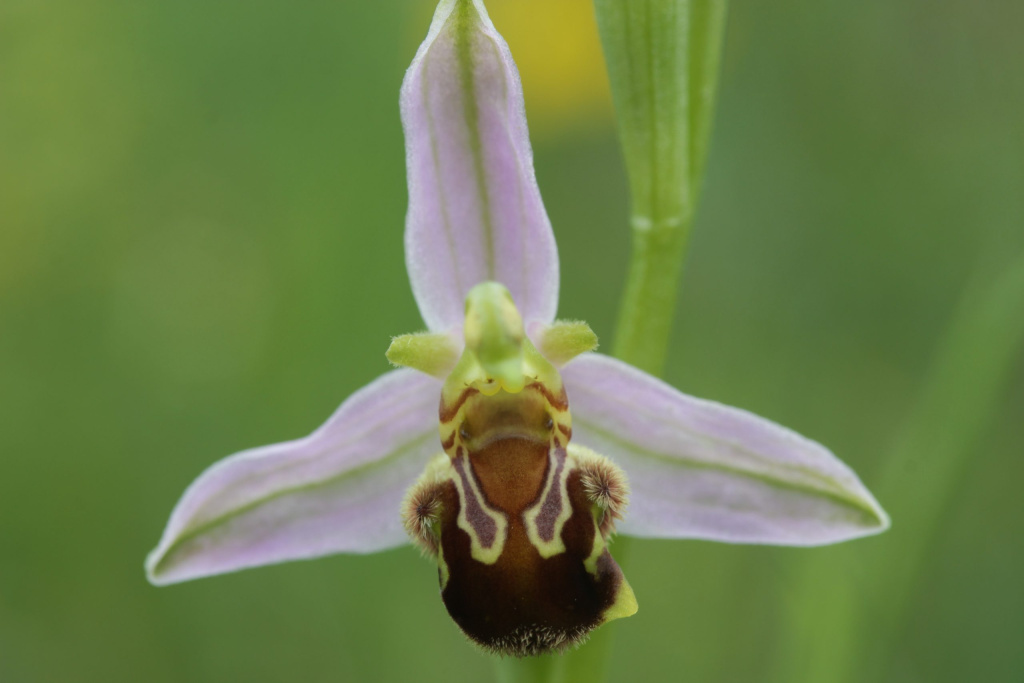 bee_orchid_-_ophrys_apifera_27140852033-scaled.jpg