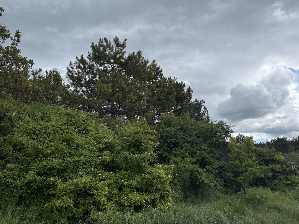 IMG_7859.jpeg